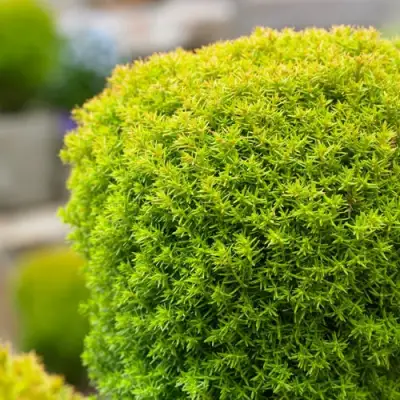 Туя АННИЕК западная в Молодечно