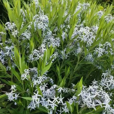 Амсония иволистная в Молодечно