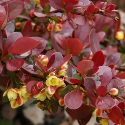 Барбарис КАРМЕН тунберга в Молодечно