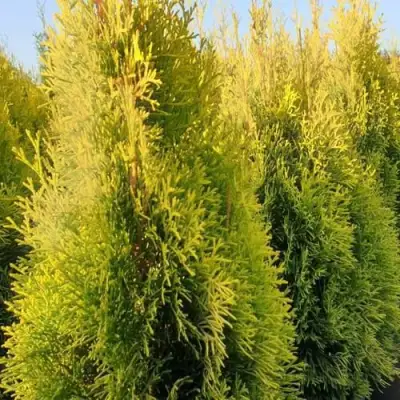 Туя ГОЛДЕН СМАРАГД западная в Молодечно