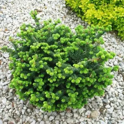 Пихта НАНА бальзамическая в Молодечно