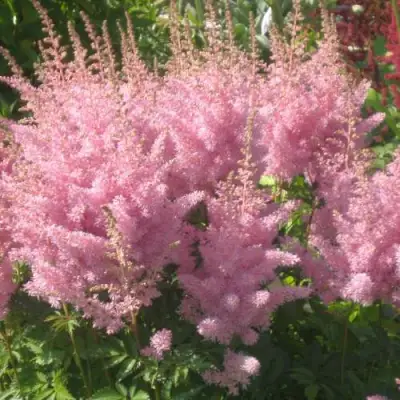 Астильба ЭДЕНС ОДИССЕЙ Арендса в Молодечно