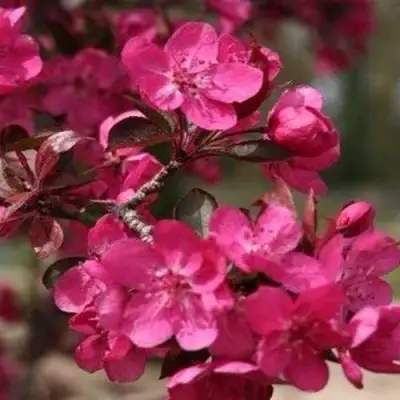 Яблоня РЕД КЕТТИ в Молодечно