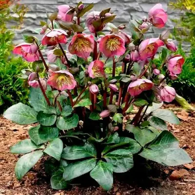 Морозник ВОСТОЧНЫЙ в Молодечно