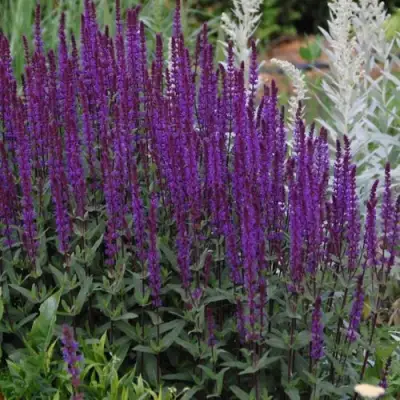 Шалфей КАРАДОНА в Молодечно