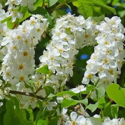 Черемуха ЧАЙКА в Молодечно