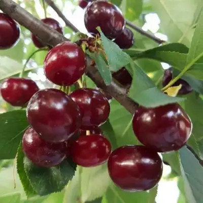 Дюк СЛАВЯНКА в Молодечно