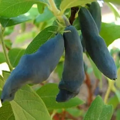 Жимолость съедобная НИМФА (ГАММА) в Молодечно