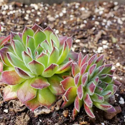 Молодило РУССКОЕ в Молодечно