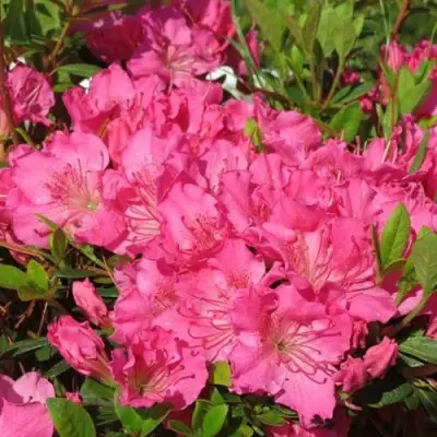 Азалия КИРСТИН японская в Молодечно