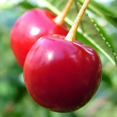 Вишня ЗАРАНКА в Молодечно