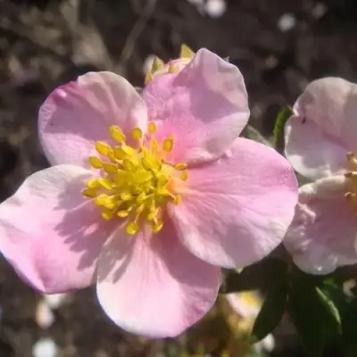 Лапчатка ПИНК КВИН кустарниковая в Молодечно