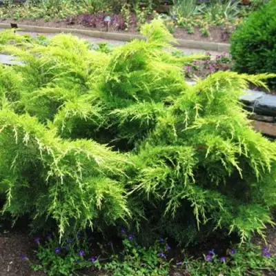 Можжевельник ГОЛД КОСТ средний в Молодечно