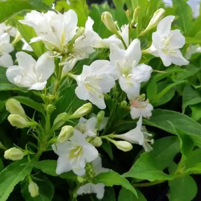 Вейгела БРИСТОЛЬСКАЯ СНЕЖИНКА в Молодечно