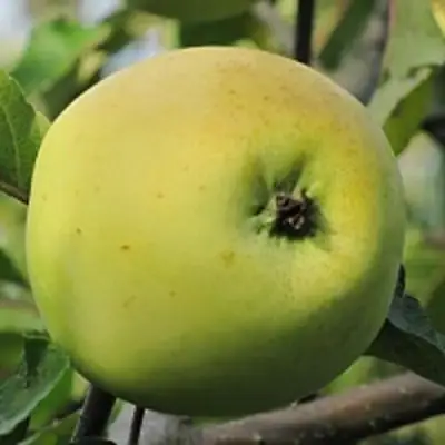 Яблоня РОССИЯНКА в Молодечно