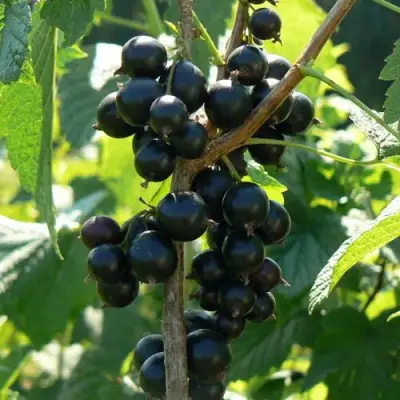 Смородина черная ВОЛОГДА в Молодечно