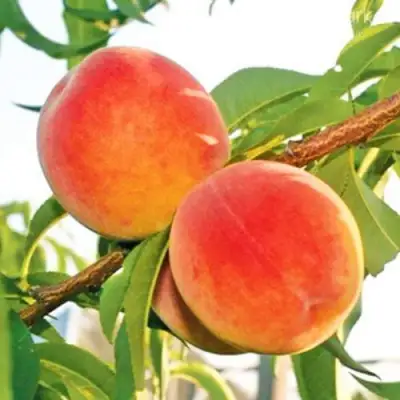 Персик ОНТАРИО в Молодечно