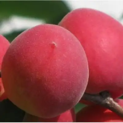 Абрикос РУБИН в Молодечно