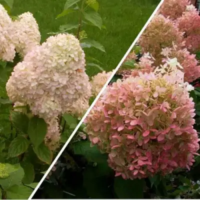 Комплект НЕЖНЫЕ ЧУВСТВА в Молодечно