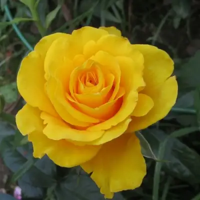 Роза КЕРИО чайно-гибридная в Молодечно