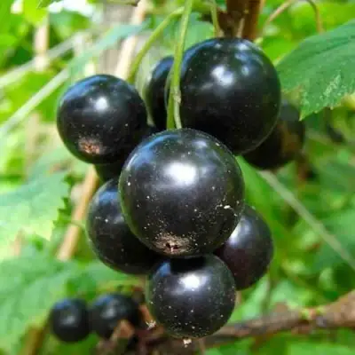 Смородина чёрная ЛЕНТЯЙ в Молодечно