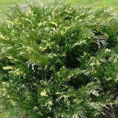 Можжевельник АНДОРА ВАРИЕГАТА горизонтальный  в Молодечно