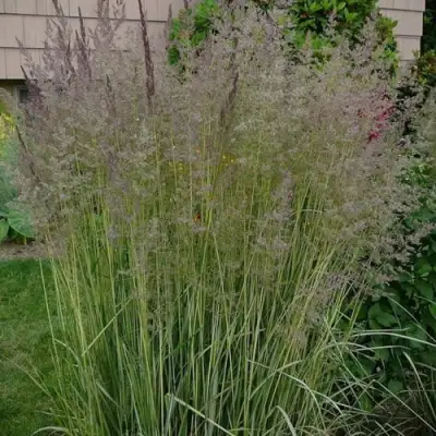 Вейник АВАЛАНШ остроцветковый в Молодечно