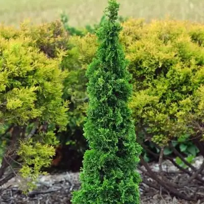 Туя СПИРАЛИС МИНИ западная в Молодечно