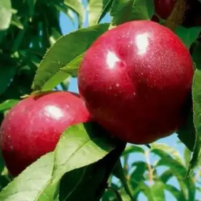 Нектарин МЕДВЕДЕВСКИЙ в Молодечно