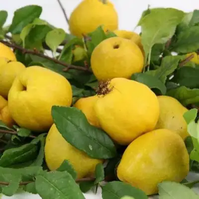 Айва ЯПОНСКАЯ в Молодечно