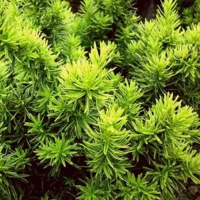 Тис ДАВИД ягодный в Молодечно