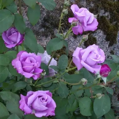 Роза СИЛЬВЕР СТАР чайно-гибридная в Молодечно