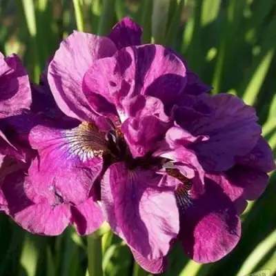 Ирис БАНДЛ ОВ ДЖОЙ сибирский в Молодечно