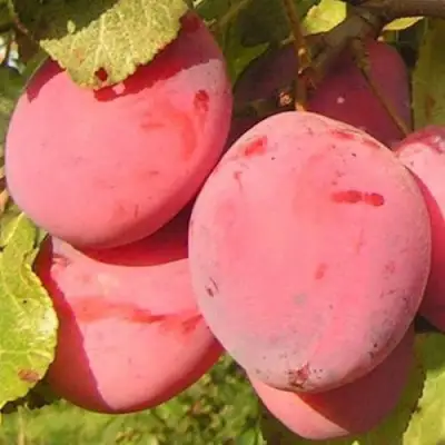 Слива ФАВОРИТЕ ДЕ СУЛТАНО в Молодечно