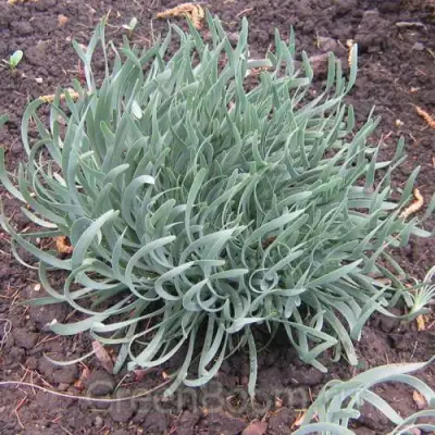 Лук СПИРАЛИС горный в Молодечно