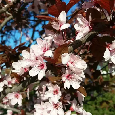 Слива ВУДИ растопыренная в Молодечно