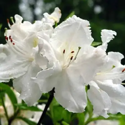 Азалия ОКСИДОЛ листопадная в Молодечно