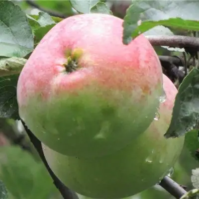 Яблоня МОСКОВСКОЕ ЗИМНЕЕ в Молодечно