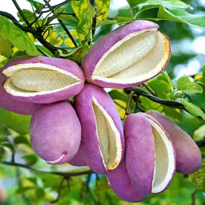 Акебия ПЯТЁРНАЯ  в Молодечно