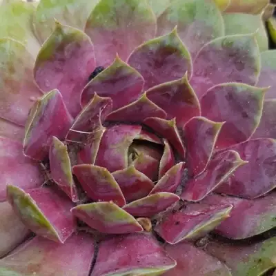 Молодило УФО в Молодечно