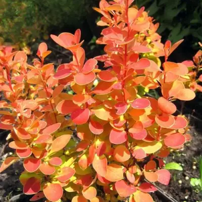 Барбарис ОРАНЖ ФАЙЕР тунберга в Молодечно