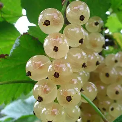 Смородина белая ЮТЕРБОРГСКАЯ в Молодечно