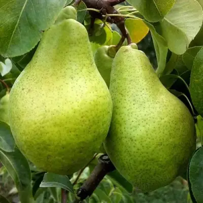 саженцы груши Ноябрьская Зимняя