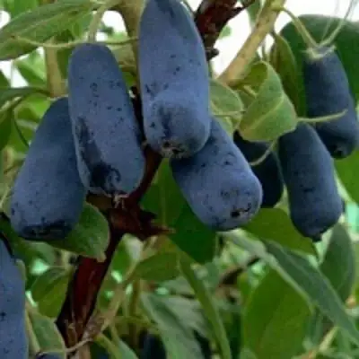 Жимолость съедобная ВОЛХОВА в Молодечно