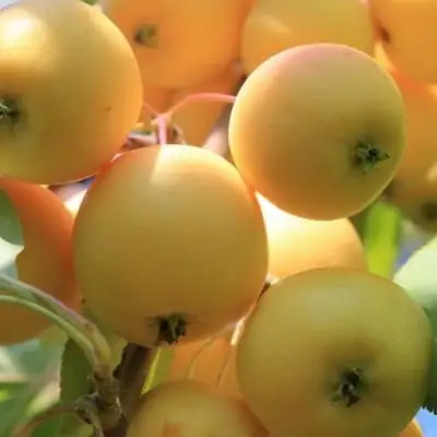 Яблоня УРАЛЬСКОЕ НАЛИВНОЕ в Молодечно