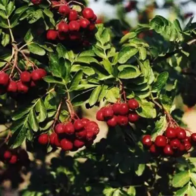 Рябина РУБИНОВАЯ сладкоплодная в Молодечно