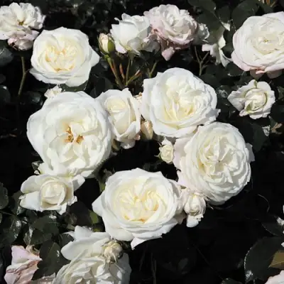 Роза АЛАБАСТЕР флорибунда в Молодечно