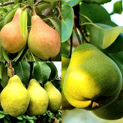 Комплект НАСТОЯЩИЙ ВОСТОРГ в Молодечно