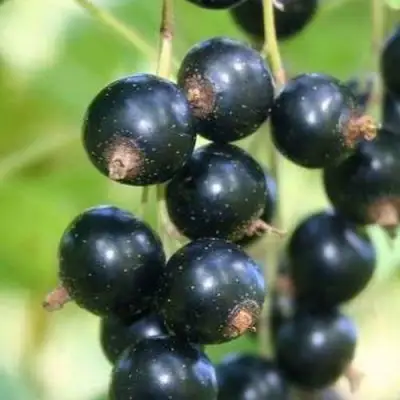 Смородина черная СТРЕЛЕЦ в Молодечно