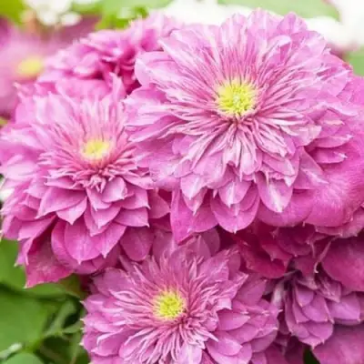 Клематис КАЙЗЕР в Молодечно